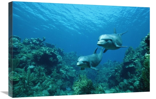 Global Gallery GCS-398502-2030-142 20 x 30 in. Bottlenose Dolphin Pair