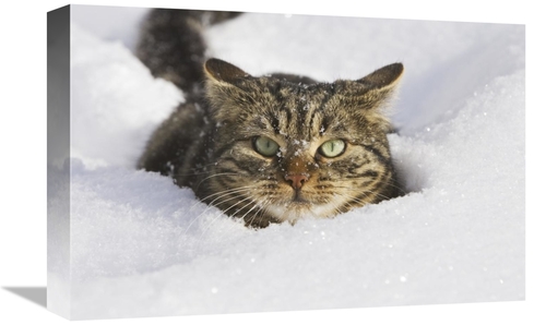 Global Gallery GCS-452584-1218-142 12 x 18 in. House Cat in Deep Snow&