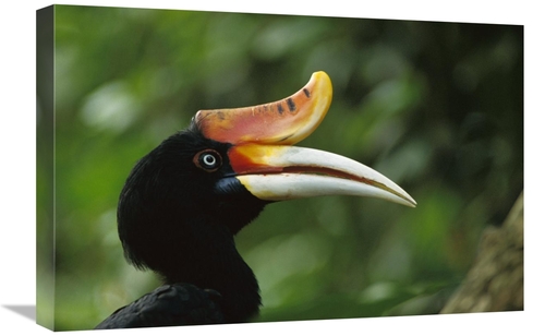 Global Gallery GCS-453010-1624-142 16 x 24 in. Rhinoceros Hornbill Pro