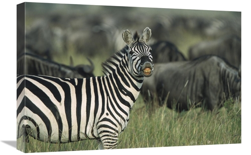 Global Gallery GCS-452551-1624-142 16 x 24 in. Burchells Zebra Male&#4