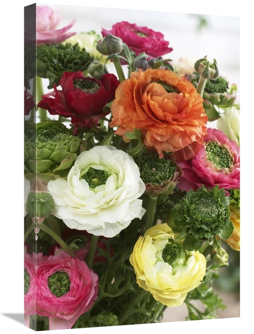 Global Gallery GCS-398389-1624-142 16 x 24 in. Buttercup Mirabelle Ver