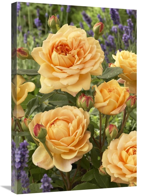 Global Gallery GCS-398377-2030-142 20 x 30 in. Rose Golden Celebration