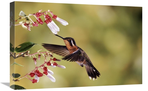 Global Gallery  16 x 24 in. Purple-Throated Mountain-Gem Hummingbird&#