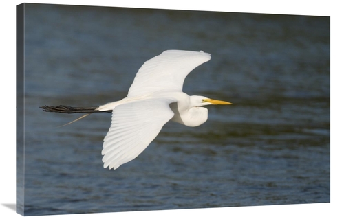 Global Gallery GCS-397330-2436-142 24 x 36 in. Great Egret Flying,