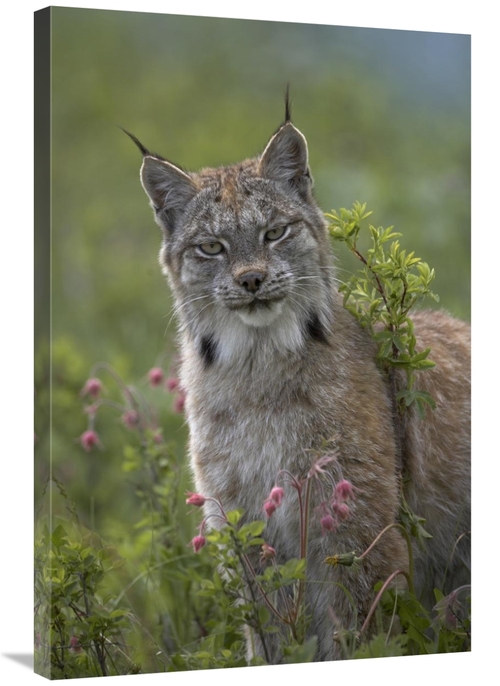 Global Gallery GCS-396038-2436-142 24 x 36 in. Canada Lynx Portrait&#4