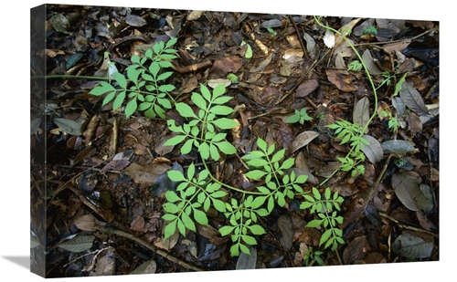 Global Gallery GCS-398570-1624-142 16 x 24 in. Serjania Runner Puts Ou