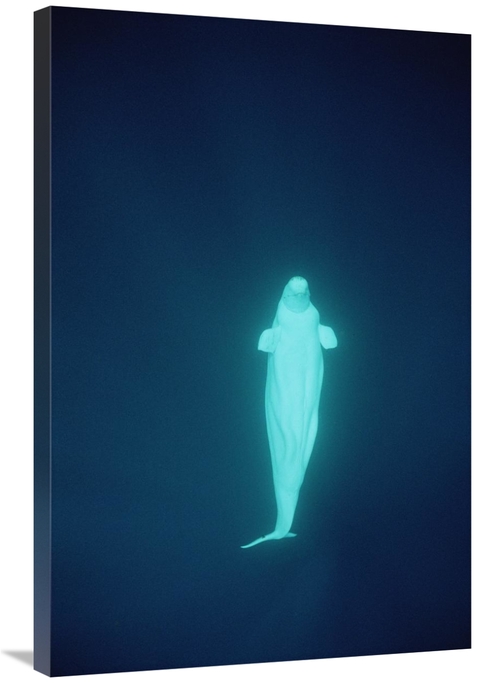 Global Gallery GCS-450730-2436-142 24 x 36 in. Beluga Whale At 200 ft.