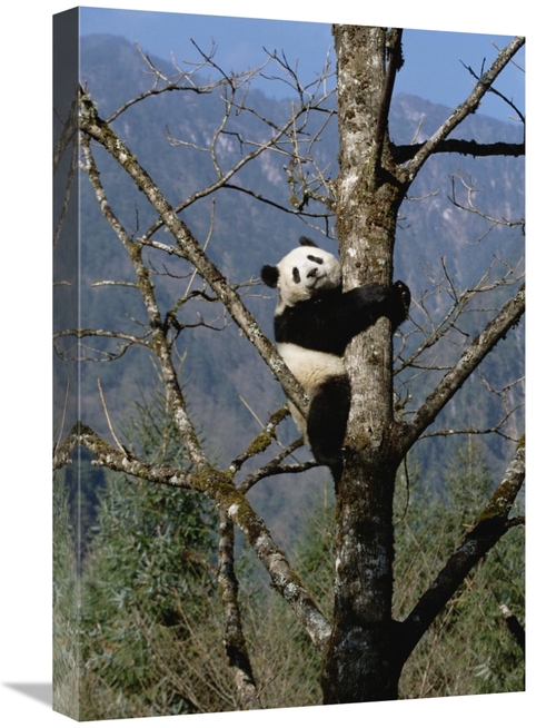 Global Gallery GCS-452335-1624-142 16 x 24 in. Giant Panda in Tree&#44