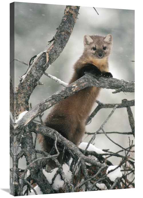 Global Gallery GCS-451875-2436-142 24 x 36 in. American Marten in Tree