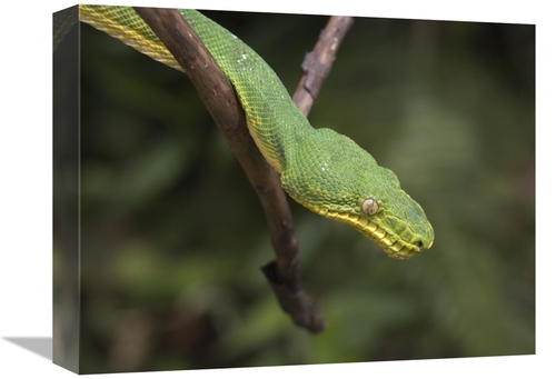 Global Gallery GCS-396057-1216-142 12 x 16 in. Emerald Tree Boa in Tre