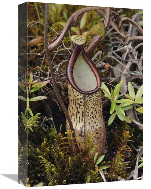 Global Gallery GCS-397543-1218-142 12 x 18 in. Pitcher Plant Pitcher&#
