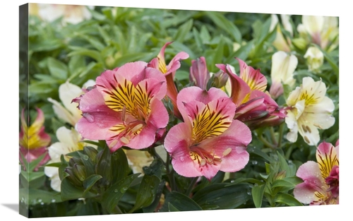 Global Gallery GCS-398402-2030-142 20 x 30 in. Peruvian Lily Princess 