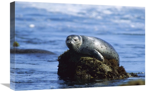 Global Gallery GCS-452736-1624-142 16 x 24 in. Harbor Seal Hauled Out 