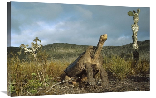 Global Gallery GCS-451273-2436-142 24 x 36 in. Pinzon Island Tortoise&
