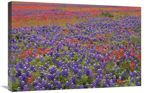 Global Gallery GCS-396876-2030-142 20 x 30 in. Hill Country Wildflower