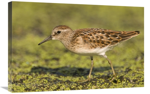 Global Gallery GCS-397259-2030-142 20 x 30 in. Pectoral Sandpiper,