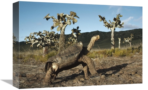 Global Gallery GCS-451278-1218-142 12 x 18 in. Galapagos Giant Tortois