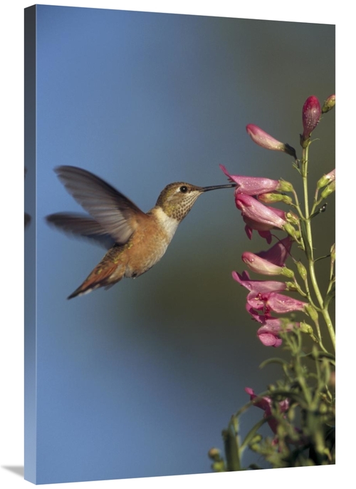 Global Gallery GCS-396300-2436-142 24 x 36 in. Rufous Hummingbird Feed