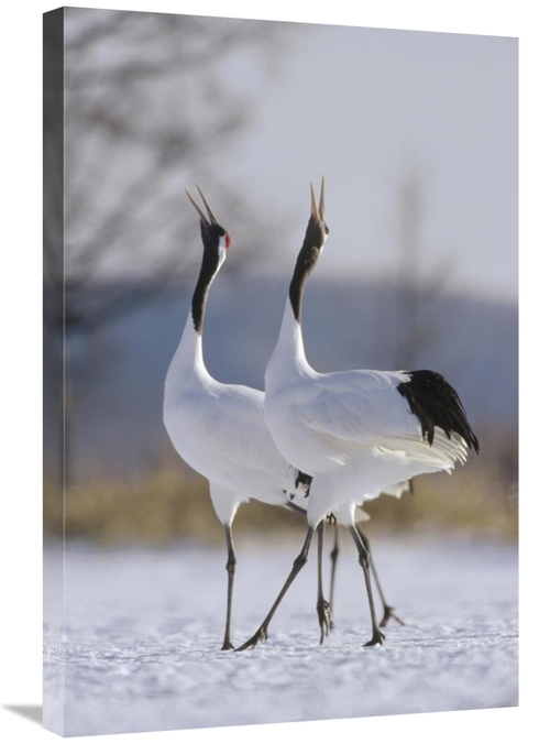 Global Gallery GCS-452474-2030-142 20 x 30 in. Red-Crowned Crane Pair 