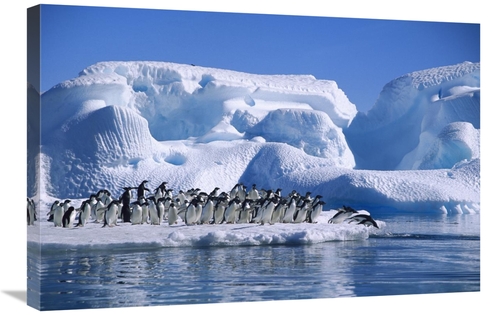 Global Gallery GCS-453391-2030-142 20 x 30 in. Adelie Penguins Diving 