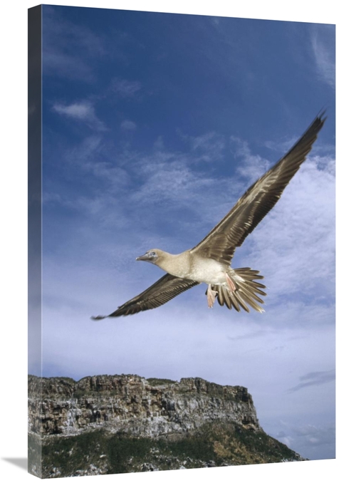 Global Gallery GCS-451195-2030-142 20 x 30 in. Red-Footed Booby Juveni