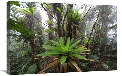 Global Gallery  20 x 30 in. Bromeliad & Tree Fern At 1600 Meters Altit