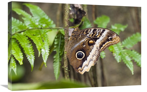 Global Gallery GCS-452685-2030-142 20 x 30 in. Atreus Owl Portrait,