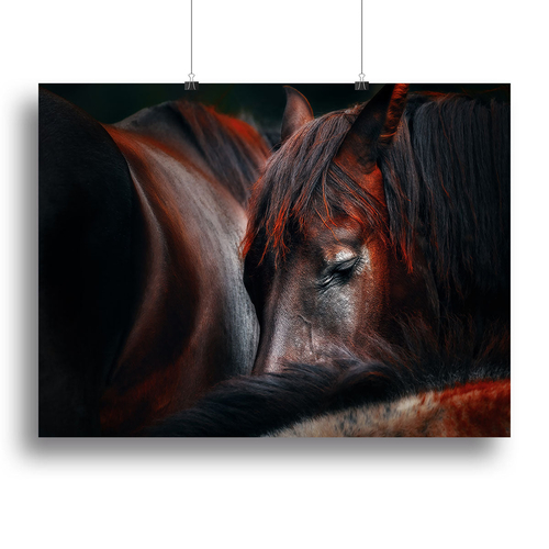 Horses Sleep In A Huddle Canvas Print or Poster