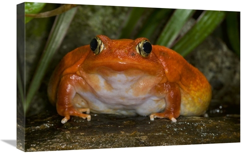 Global Gallery GCS-450919-1624-142 16 x 24 in. Tomato Frog Very Rare i