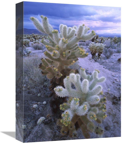 Global Gallery GCS-397116-1216-142 12 x 16 in. Teddy Bear Cholla or Ju