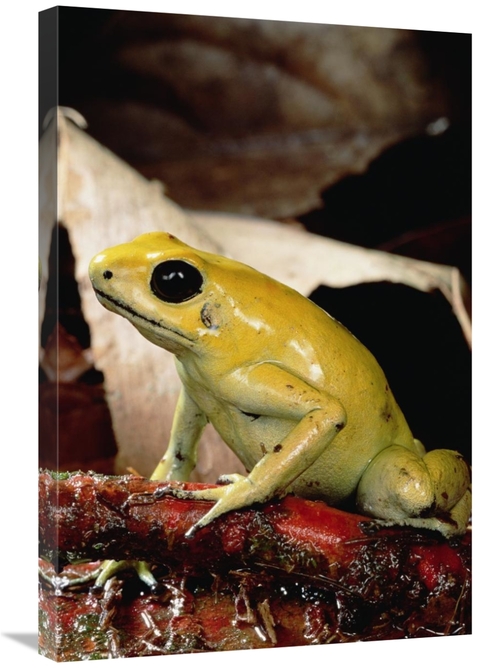 Global Gallery GCS-450755-2030-142 20 x 30 in. Golden Poison Dart Frog