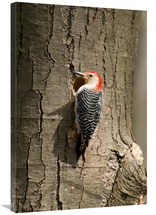 Global Gallery GCS-397421-2436-142 24 x 36 in. Red-Bellied Woodpecker 