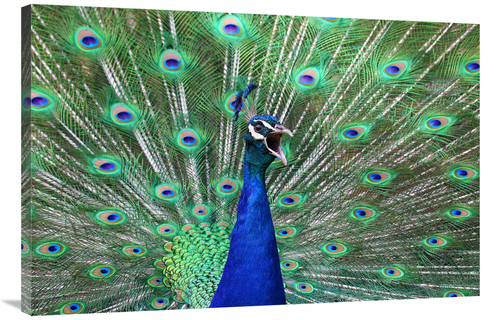 Global Gallery GCS-486420-40-142 40 in. Peacock Art Print - Vic Schend
