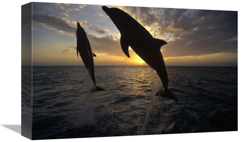 Global Gallery GCS-452295-1218-142 12 x 18 in. Bottlenose Dolphin Pair