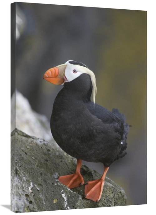 Global Gallery GCS-395398-2436-142 24 x 36 in. Tufted Puffin, Prib