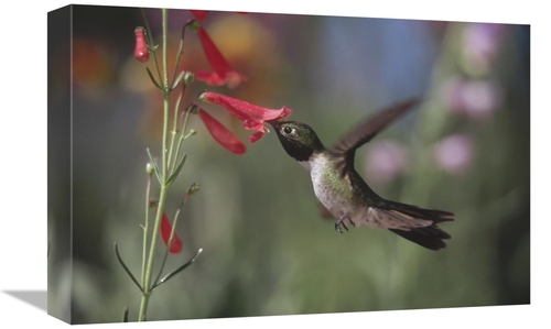 Global Gallery GCS-397063-1218-142 12 x 18 in. Broad-Tailed Hummingbir