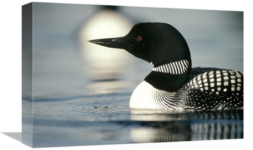 Global Gallery GCS-451860-1218-142 12 x 18 in. Common Loon Adult on La