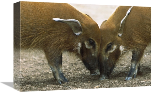 Global Gallery GCS-398164-1218-142 12 x 18 in. Red River Hog Pair Stan