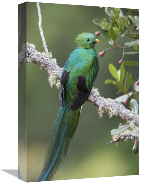 Global Gallery GCS-396062-1218-142 12 x 18 in. Resplendent Quetzal Mal
