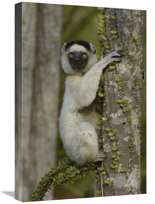 Global Gallery GCS-453036-1624-142 16 x 24 in. Verreauxs Sifaka Sittin