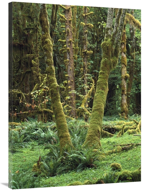 Global Gallery GCS-452006-3040-142 30 x 40 in. Maple Glade, Quinau