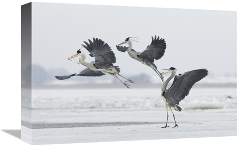 Global Gallery GCS-452606-1218-142 12 x 18 in. Grey Heron Trio Fightin