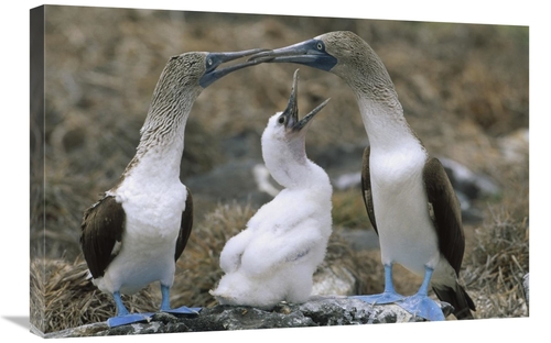 Global Gallery GCS-451233-2030-142 20 x 30 in. Blue-Footed Booby Famil