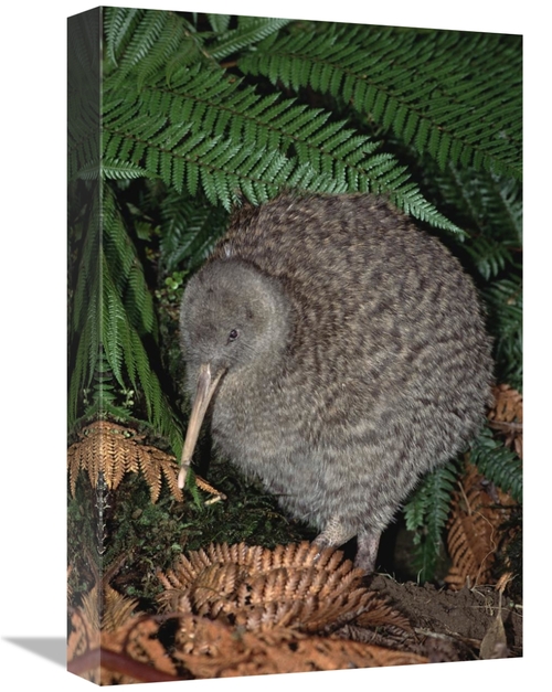 Global Gallery GCS-451214-1218-142 12 x 18 in. Great Spotted Kiwi Male