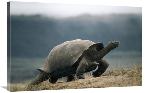 Global Gallery GCS-451161-2436-142 24 x 36 in. Galapagos Giant Tortois