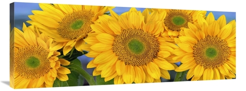 Global Gallery GCS-396746-44-142 44 in. Common Sunflower Group Showing