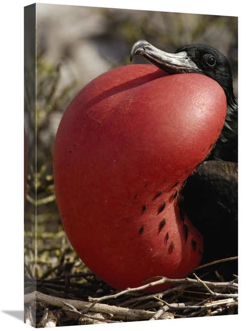 Global Gallery GCS-453054-1624-142 16 x 24 in. Great Frigatebird Male 