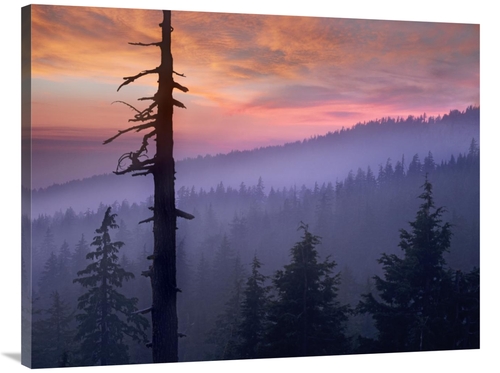 Global Gallery GCS-396395-3040-142 30 x 40 in. Sunset Over Forest,