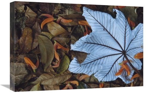 Global Gallery GCS-395776-1624-142 16 x 24 in. Cecropia Leaf Atop Lobs