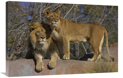 Global Gallery GCS-450895-2436-142 24 x 36 in. African Lion Male & Afr